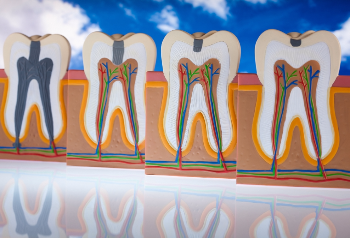 Tooth Anatomy- Discover the Parts of your Teeth